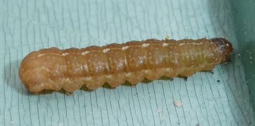 Réf. 228 316 : Agrochola macilenta